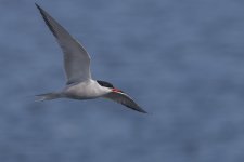 common tern in the blue.jpg