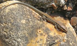 european-wall-lizard-podarcis-muralis---baby-only-about-5cm-long-nose-to-tail-tip_35506251333_o.jpg
