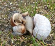 Oudemolen – mating Helix pomatia (Roman snail) -20240430_140139.jpg