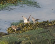 Purple Sandpiper_Girdle Ness_120524a.jpg