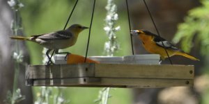 Mr and Ms Bullock  share a meal 2024-05-11.JPG