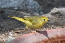 Yellow Warbler 2024-05-11.JPG