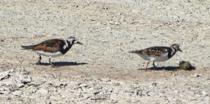 Ruddy Turnstones 2024-05-12.JPG