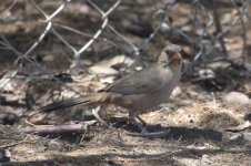 Abert's Towhee 2024-05-12.JPG