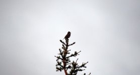 35 - Rustic Bunting Kuusamo.JPG