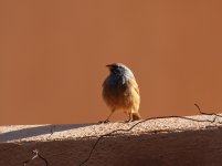 house bunting marra.JPG