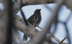 Cinnamon-bellied Saltator 003.jpg