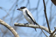 Black-crowned Tityra IMG_6747.JPG