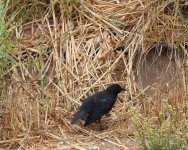 austral blackbird~2.JPG