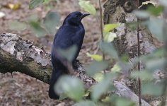 Melodious Blackbird 002.jpg