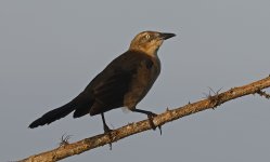 Nicaraguan Grackle 006.jpg