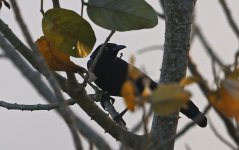 Nicaraguan Grackle 010.jpg