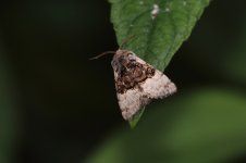 20240516 (5)_Nut-tree_Tussock.JPG