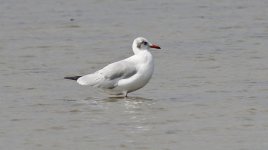 C100 Brown-headed Gull 002.jpg