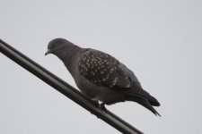 Spot-winged Pigeon IMG_7437.JPG