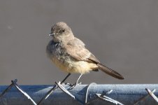 Say's Phoebe fledgling 2024-05-16JPG.JPG