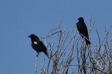 Tricolored Blackbirds 2024-05-16.JPG