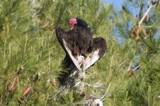 Turkey Vulture 2024-05-16.JPG