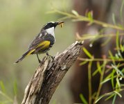 DSC04797 White-cheeked Honeyeater @ Manly Dam bf.jpg