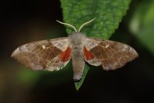 20240519 (1)_Poplar_Hawk-moth.JPG