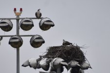 Osprey  2024-05-17.JPG