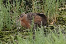 Ridgway's Rail 2024-05-17 a.JPG