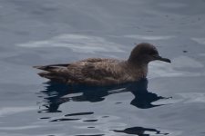 Sooty Shearwater 2024-05-18.JPG