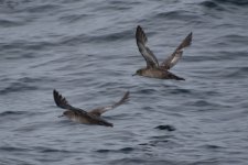 Sooty Shearwaters - heavy molt 2024-05-18 b.JPG