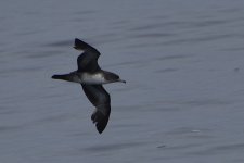 Pink-footed Shearwater 2024-05-18.JPG