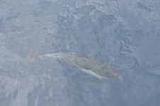 Common Dolphin 2024-05-18.JPG