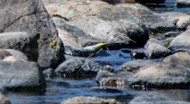 Grey Wagtail Moni Perivolis, Voulgaris River 15-05-24 cc M Sway.jpg