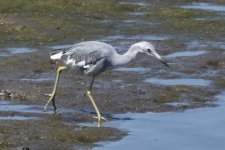 Little Blue Heron 2024-05-19.JPG