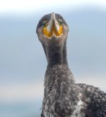 DSC04699 Great Cormorant @ Long Reef bf.JPG