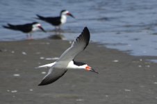 Black Skimmer 2024-05-20.JPG