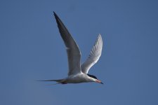 Forester's Tern 2024-05-20.JPG