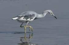 Little Blue Heron 2024-05-20.JPG