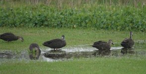 DSC04601 Pacific Black Ducks @ Dee Why Lagoon bf.jpg