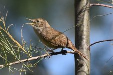 House Wren 2024-05-21.JPG