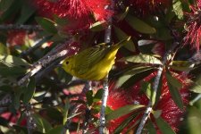 Yellow Warbler 2024-05-21.JPG