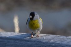 Lawrence's Goldfinch male 2024-05-21.JPG