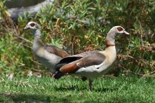 Egyptian Goose 2024-05-21 b.JPG