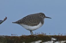 B Common Sandpiper 002.jpg