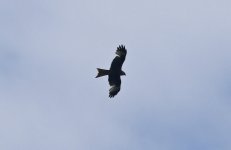 A Red Kite (travelling) 010.jpg