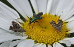 48.001 Nettle-tap & Oedemera nobilis 002 (2024.05.16).jpg