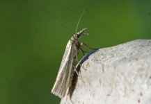 63.088 Crambus perlella 001 (2024.05.24).jpg