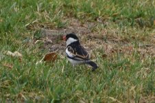 Pin-tailed Whydah - male 2024-05-22.JPG