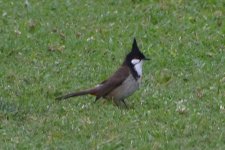 Red-whiskered Bulbul 2024-05-23.JPG