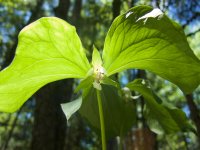 White Trillium.jpg