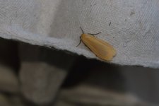 20240527 (2)_Orange_Footman.JPG