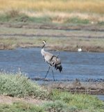 Common crane Christou River Wetland 27-05-24 cc C Gittins 1.2.jpg